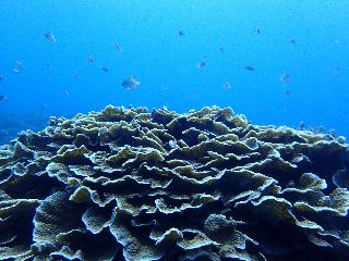 171124 coral.jpg