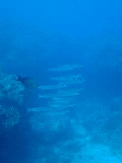171127 kamasu1.jpg
