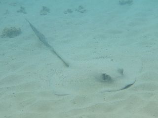 18/01/22　ウミウシ三昧！！　レッドビーチ