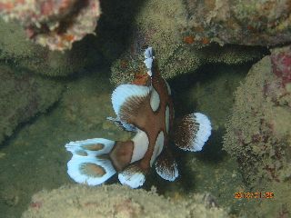 180129 cyoucyo.jpg