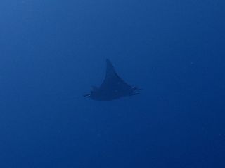 180318 mobula.jpg