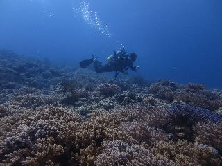 180318 softcoral.jpg