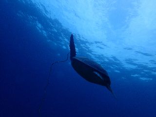 18/03/30　新しいダイバー、誕生です！！　慶良間