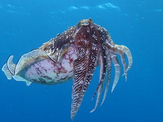 18/04/12　ちょっと天気が不安定ですが、夏日です！　慶良間