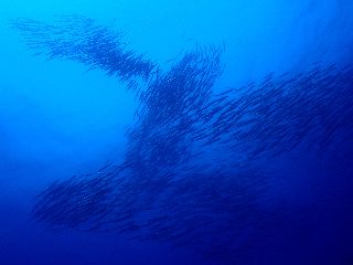 18/05/20　時間の感覚がズレていく・・・　粟国