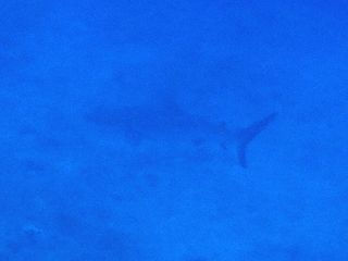 1805203.jpg