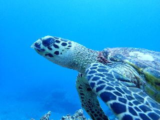 18/06/11　水中はハイシーズンへ突入です。　慶良間