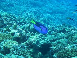 180817 dory.jpg