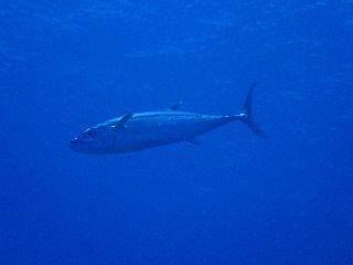 180818 isomaguro.jpg