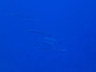 180904 onikamasu.jpg