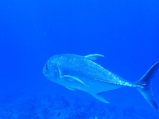 18/09/06　今年は苦難の年になりそうですね～。。。　慶良間