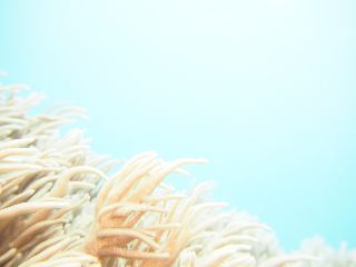18/11/10　むらいさちさんのカメラ講座、初日！　砂辺、ケラマ、チービシ