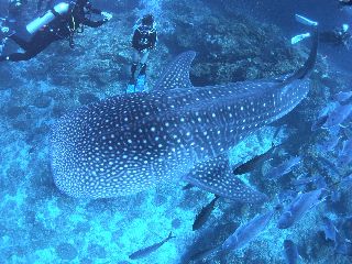 19/02/15　タイ・スミランクルーズツアー！！報告　沖縄本島