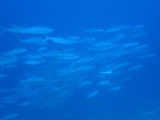 190321 tumuburi2.JPG