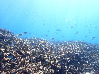 19/05/27　毎月、毎月、何かどうかイベントはやろうと思っています！　沖縄本島