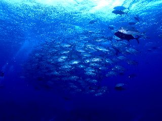 19/06/09　なかなか船上が厳しい戦いでしたが　粟国