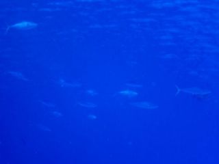 190728kuefu3.JPG