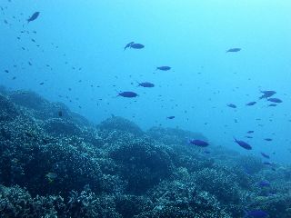 190820 coral.jpg