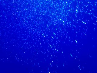 1908313.jpg