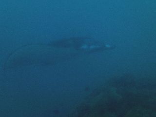191206 manta.jpg
