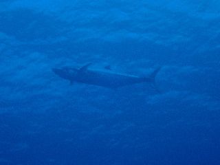191221 sawara.jpg