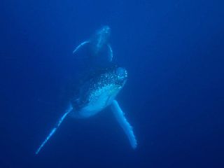 20/02/10　想像のはるか斜め上をいく衝撃です。　沖縄本島