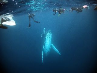 20/02/11　ホエールスイム成功、継続中です。　沖縄本島