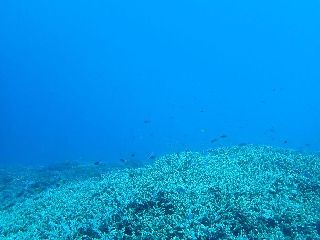 200317 coral.jpg