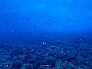 200607 kibinago.jpg