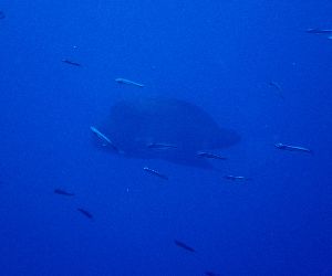 200621 napo.jpg