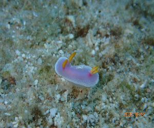 20/10/07　神様からの贈り物。　チービシ諸島