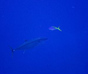 201102 maguro.jpg
