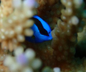 201129 dory.jpg