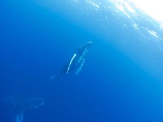 20/02/09　ホエールスイム、成功です！　沖縄本島