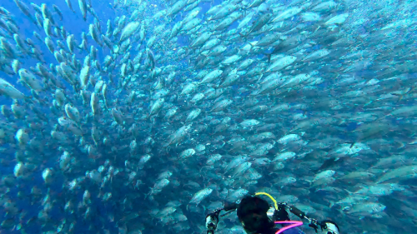 23/05/15　最高のコンディション！！　粟国、万座