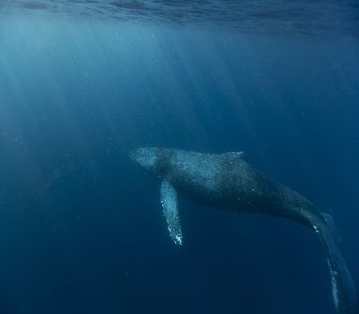 210205　whale1.jpg