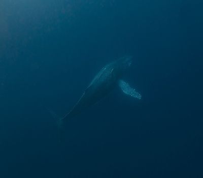 210209 kujira1.jpg