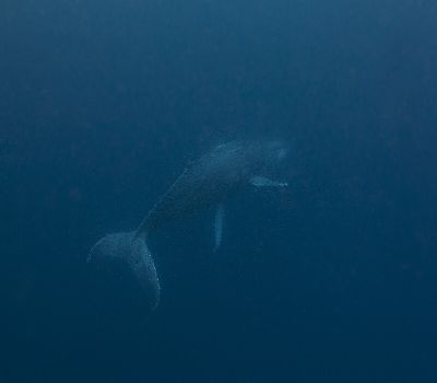 210209 kujira4.jpg