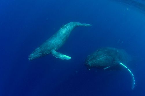 21/02/21　ホエールスイム、神回です。　沖縄本島