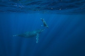 21/02/24　エスコートつきの親子クジラ！　沖縄本島