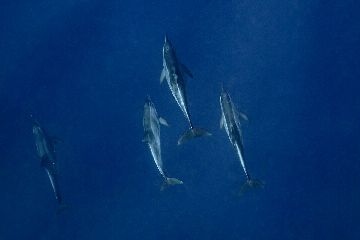 21/02/28　イルカからのクジラ！　沖縄本島