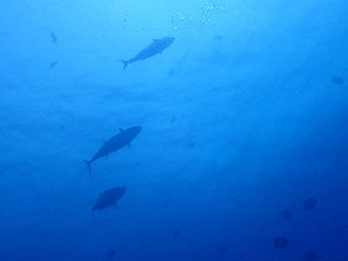 210602 maguro.jpg