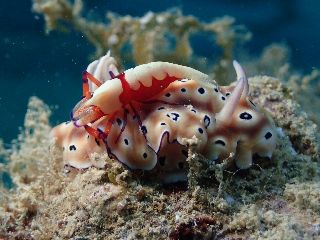 21/06/12　ウミウシ探しの旅へ　ゴリラチョップ、慶良間