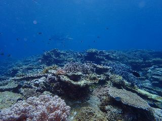 210711 coral.JPG