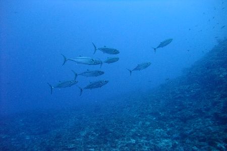 21/08/09　天気予報が全く当たりません。　慶良間