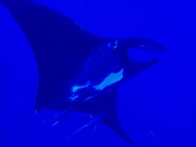 21/09/26　下曽根でブラックマンタ！！　慶良間