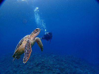 21/12/22 今シーズン、初クジラです！！　慶良間