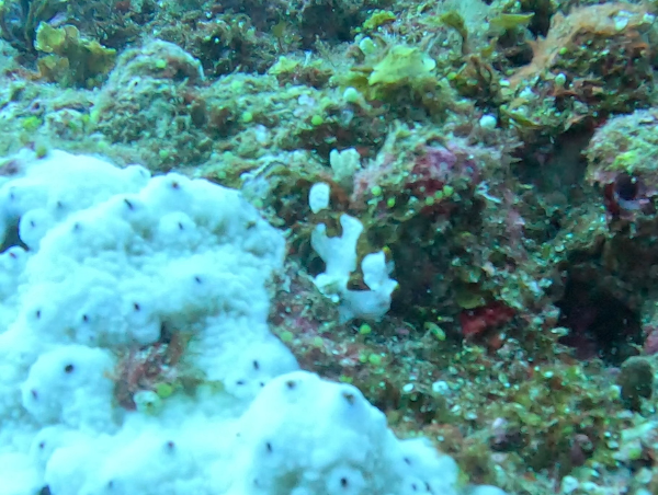 25/12/05　大物ポイントでもマクロのあいつは人気がありました！　慶良間