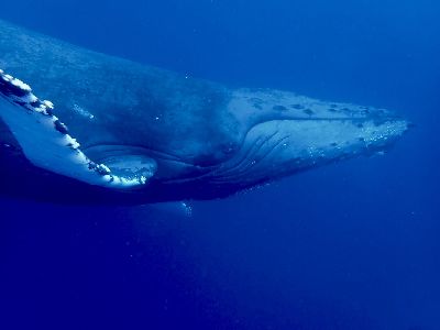 22/02/19　劇的に海況が変わります！ホエールスイム　沖縄本島