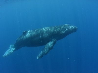 22/03/20　ラスト2日！　　ホエールスイム　沖縄本島